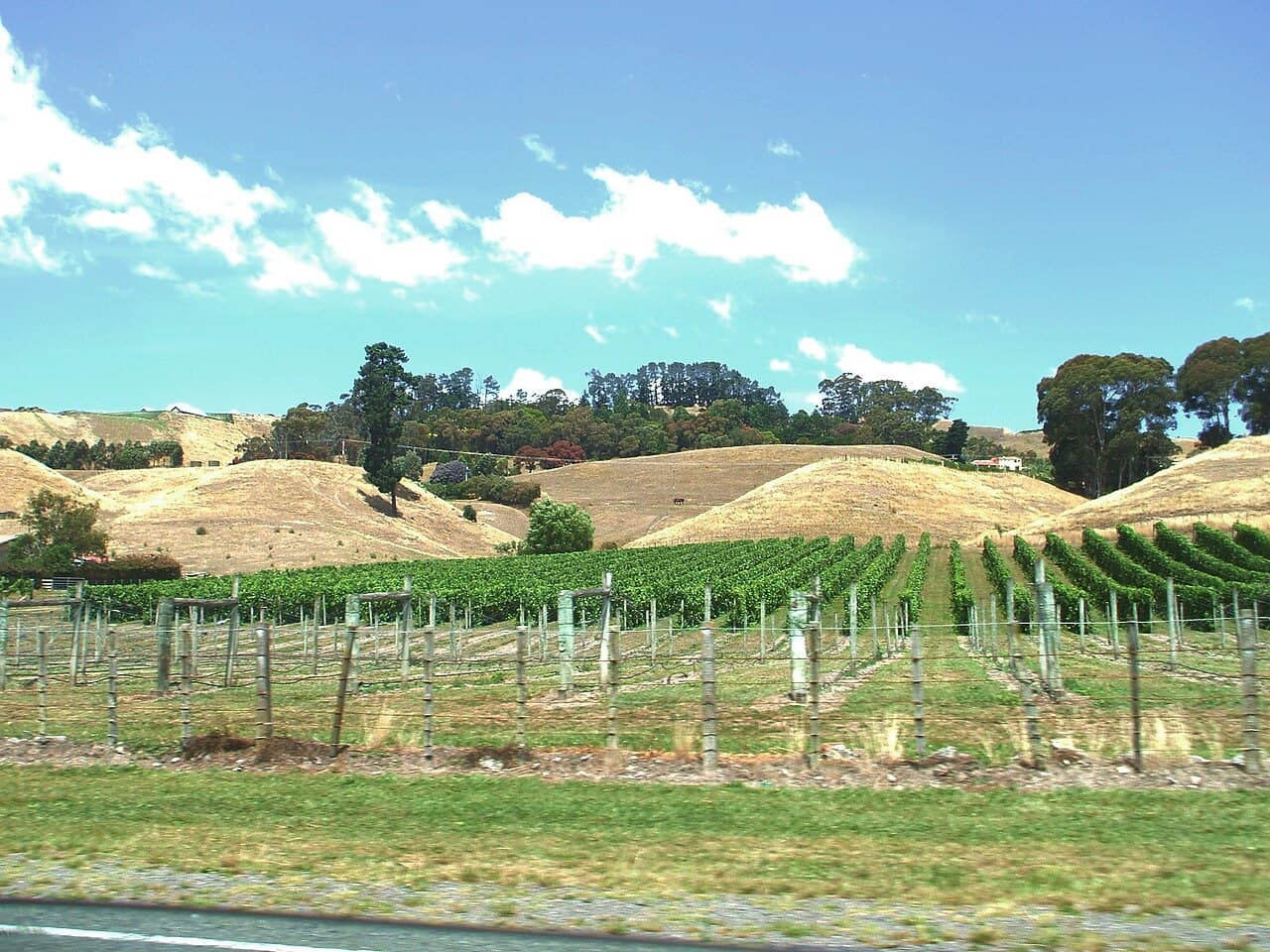 Vineyard outside Havelock North